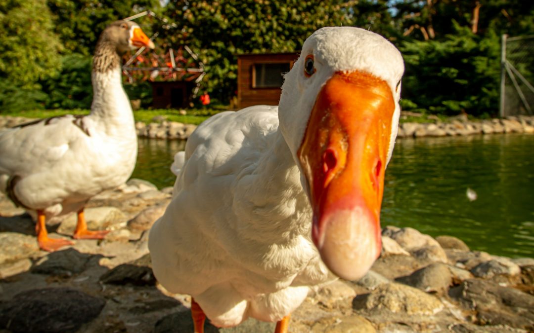 a sassy but curious goose looks directly into the camera next to a pond while another goose minds its business. the image is a visual pun on the band named Geese